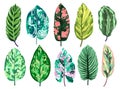 Tropical leaves diffenbachia set collection. Vector isolated elements on the white background. Leaf exotic motley color