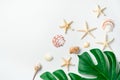 Tropical leaves and different types of shells and starfish on a white background Royalty Free Stock Photo