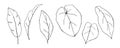 Tropical Leaves in doodle style. Vector hand drawn black line design elements. Royalty Free Stock Photo