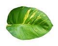 Tropical leaves with drops Isolated on white background with clipping path. Epipremnum aureum leaf Royalty Free Stock Photo