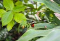 Tropical leaves. Exotic plant. Green natural background. Details of nature. Royalty Free Stock Photo