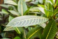 Tropical leaves. Green natural background. Details of nature. Royalty Free Stock Photo