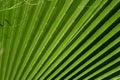 Tropical leaves. floral green background.