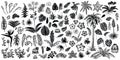 Tropical leaves and flowers, vector line and silhouette sketches. Big collection of exotical flora. Royalty Free Stock Photo