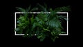 Tropical leaves foliage jungle plant bush floral arrangement indoor nature backdrop with white frame on black background Royalty Free Stock Photo