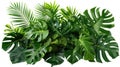 Tropical leaves foliage plant bush floral arrangement nature backdrop isolated on white background Royalty Free Stock Photo