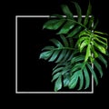 Tropical leaves foliage rainforest plant bush of native Monstera Epipremnum pinnatum green nature backdrop with light gray frame