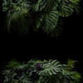 Tropical leaves foliage rainforest plants bush foral arrangement nature frame backdrop on black background Royalty Free Stock Photo