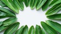 Tropical Green Leaves Border, Lush Foliage Frame on White Background, Summer Nature Organic Concept Royalty Free Stock Photo