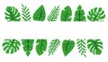 Tropical leaves in green around a white background