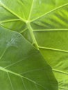 Tropical leaves, green leaf background overlapping 2 leaves