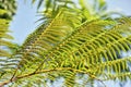 Tropical leaves image, Tropical Tree