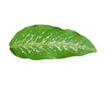 Tropical leaves Isolated on white background with clipping path. Epipremnum aureum leaf Royalty Free Stock Photo