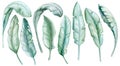 Tropical leaves. Jungle botanical watercolor illustrations, floral elements isolated on white background Royalty Free Stock Photo