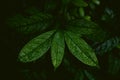 Tropical leaves in a jungle, dark and moody shot Royalty Free Stock Photo