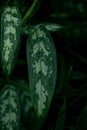 Tropical leaves in a jungle, dark and moody shot Royalty Free Stock Photo