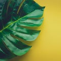 Tropical leaves laying on yellow Royalty Free Stock Photo