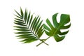 Tropical leaves monstera and branch palm on a white background with space for text. Top view, flat lay