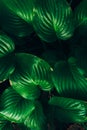 Tropical leaves Monstera on dark background Royalty Free Stock Photo