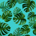 Tropical leaves monstera,green leaf with shadow on blue background.Monstera seamless pattern colorful illustration pink leaf,tree