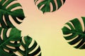 Tropical leaves monstera,green leaf with shadow on colorful summer background.Flat lay,top view pastel color illustration tropical