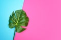 Tropical leaves Monstera isolated, Swiss Cheese Plant, on pink blue background.