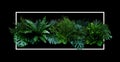 Tropical leaves Monstera, palm, fern, pine, rubber plant foliage plants bush floral arrangement nature backdrop with white frame Royalty Free Stock Photo