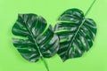 Tropical leaves Monstera on Pastel Green background. Flat lay, top view