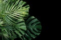 Tropical leaves Monstera philodendron, fern and palm leaves ornamental foliage plants flora arrangement nature backdrop on black Royalty Free Stock Photo