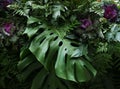 Tropical leaves Monstera philodendron and ornamental plants flor Royalty Free Stock Photo