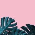 Tropical Leaves of monstera on a pink duotone background