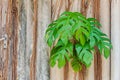 Tropical leaves Monstera, Swiss cheese plant.