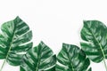 Tropical leaves Monstera on White background. Flat lay, top view