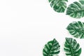 Tropical leaves Monstera on White background. Flat lay, top view