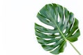 Tropical leaves Monstera on white background. Flat lay, top view
