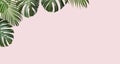 Tropical leaves monstera and yellow palm on pink background