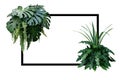 Tropical leaves nature border, foliage plant bush Monstera, fer Royalty Free Stock Photo