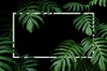 Tropical leaves nature frame layout of dark green leaf native Monstera the forest plant with white frame on black background