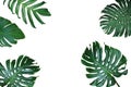 Tropical leaves nature frame layout of Monstera deliciosa, split Royalty Free Stock Photo