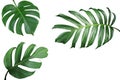 Tropical leaves nature frame layout of Monstera and split-leaf p Royalty Free Stock Photo