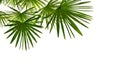 Tropical leaves palm tree Livistona on a white background with space for text. View from below