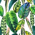 Tropical leaves paradise background