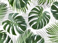 Tropical leaves pattern background design of monstera and yellow palm Summer banner Royalty Free Stock Photo