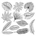 Tropical leaves and plants. Vector hand drawing pictures isolate