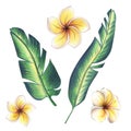 Tropical leaves with plumeria flowers. Watercolor illustration. Mini set of isolated objects on a white background from Royalty Free Stock Photo