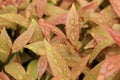 Tropical leaves with the raindrop background texture. Close-up