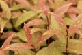 Tropical leaves with the raindrop background texture. Close-up