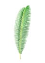 Tropical leaves of sago palm tree, exotic flora