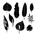 Tropical leaves set. Black silhouette. Jungle forest element. Vector illustration Royalty Free Stock Photo
