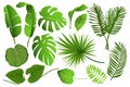 Tropical leaves set graphic elements in flat design. Bundle of different type exotic leaves, green jungle plants, monstera, banana Royalty Free Stock Photo